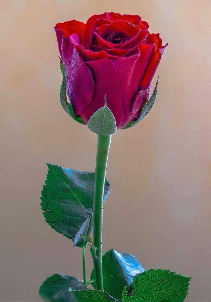 Una Rosa Roja