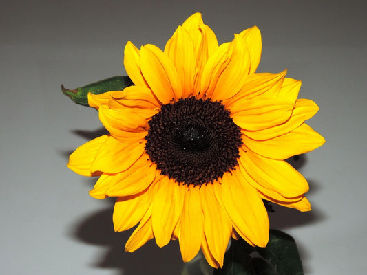 Un Girasol